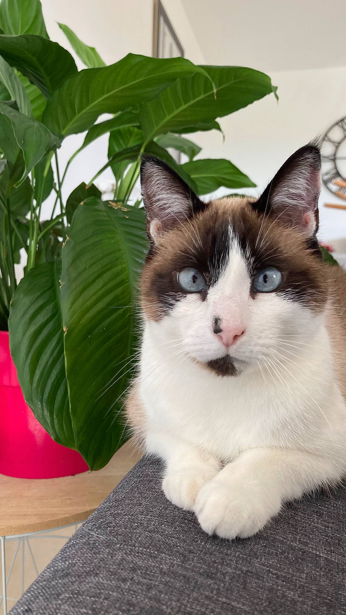 Serrafina a rejoint le concours — aidez-le/la à gagner de superbes lots ! carnivore, cat, domestic_short_haired_cat, felidae, foot, fur, grass, houseplant, plant, sitting, small_to_medium_sized_cats, tail, terrestrial_animal, tree, whiskers, window