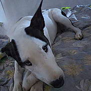 Dutchess is registered to the contest to win money with this photo: animal, black_and_white, blanket, canine, companion, cozy, cute, dog, ears, fur, home, indoor, looking_away, lying_down, paw, pet, portrait, relaxed, resting, snout