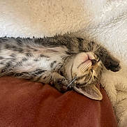 Tibob a rejoint le concours — aidez-le/la à gagner de superbes lots ! kitten, cat, sleeping, tabby, fur, whiskers, paw, blanket, cushion, cozy, resting, cute, pet, indoor, soft, relaxed, feline, animal, snuggled, comfort
