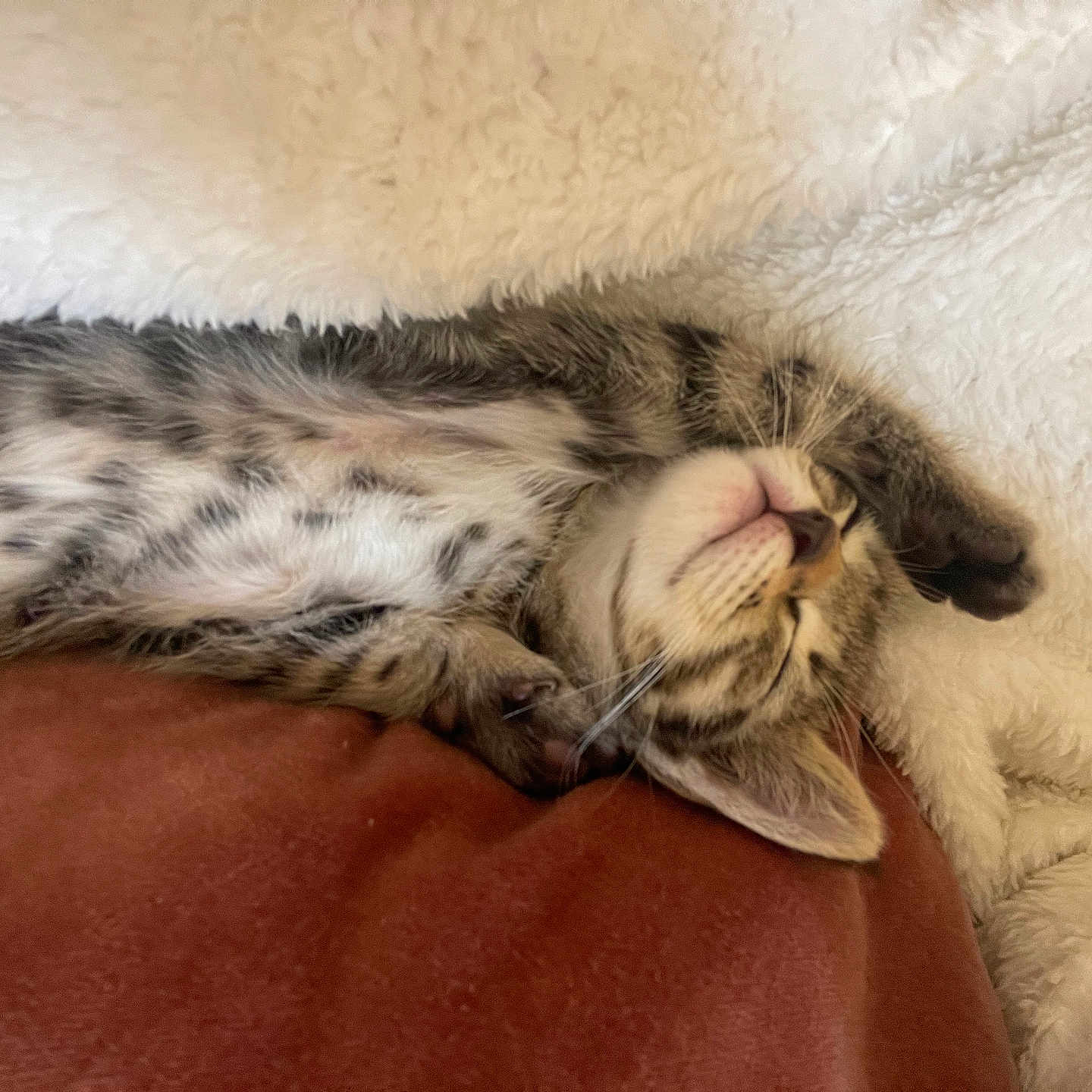 Tibob a rejoint le concours — aidez-le/la à gagner de superbes lots ! animal, blanket, cat, comfort, cozy, cushion, cute, feline, fur, indoor, kitten, paw, pet, relaxed, resting, sleeping, snuggled, soft, tabby, whiskers