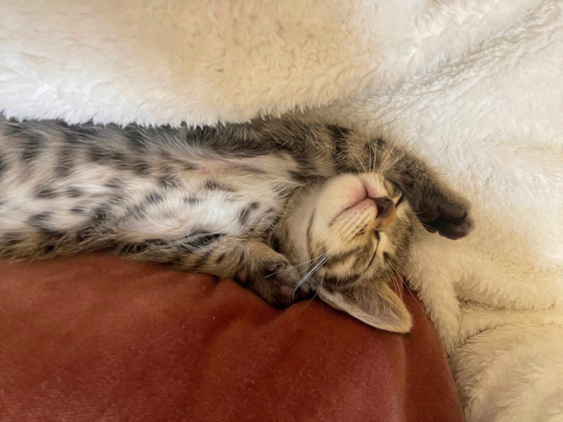 Tibob a rejoint le concours — aidez-le/la à gagner de superbes lots ! kitten, cat, sleeping, tabby, fur, whiskers, paw, blanket, cushion, cozy, resting, cute, pet, indoor, soft, relaxed, feline, animal, snuggled, comfort