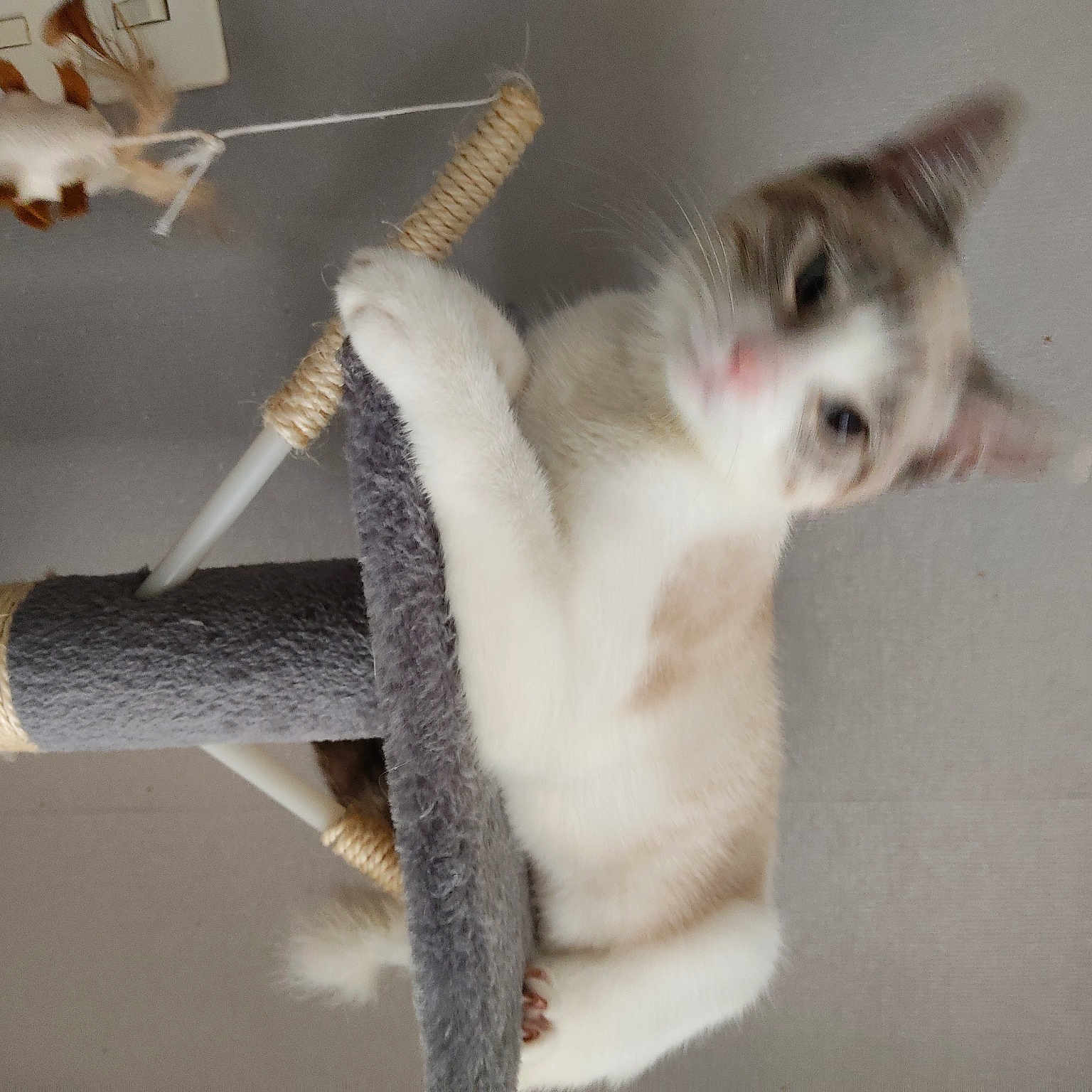 Tessie
