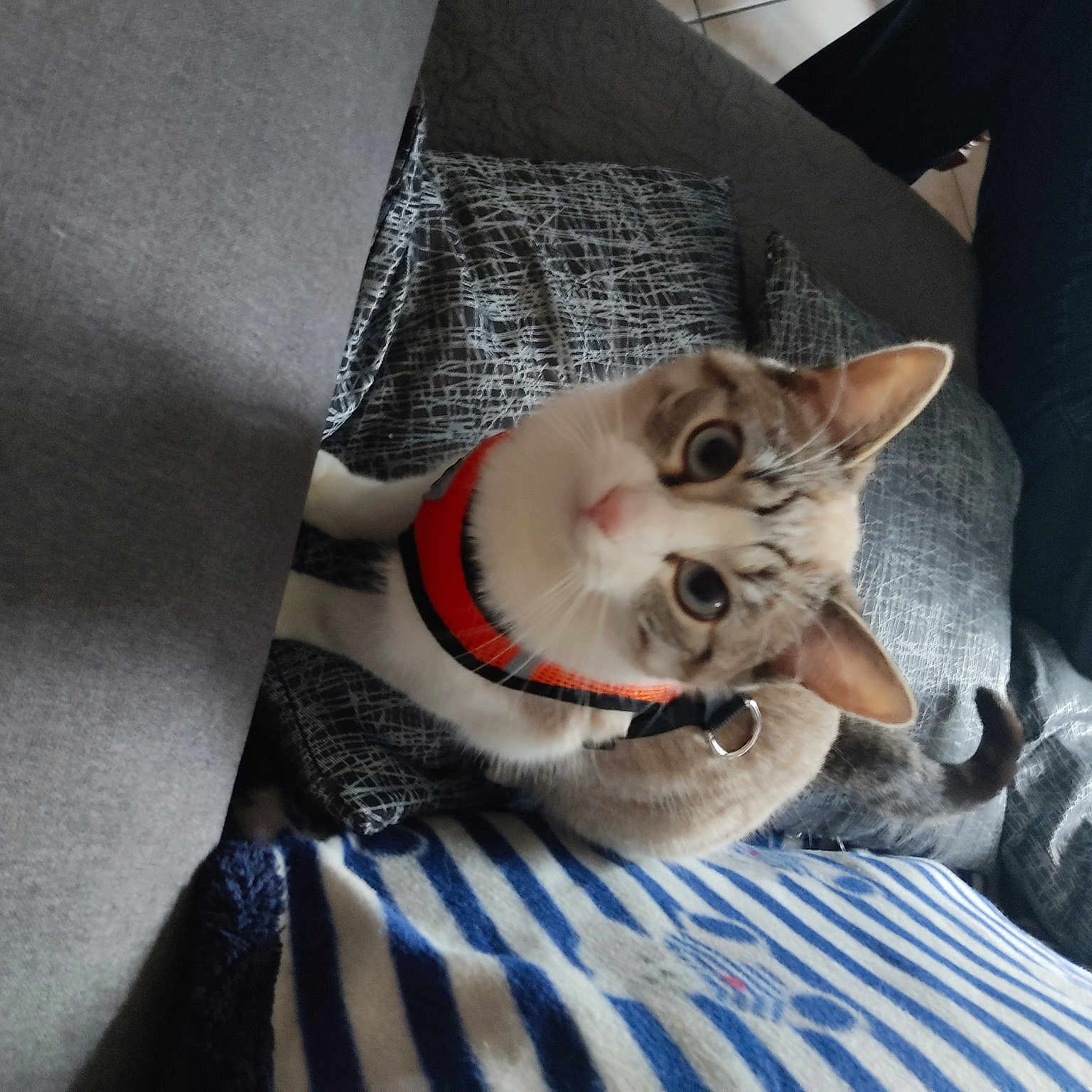 Tessie