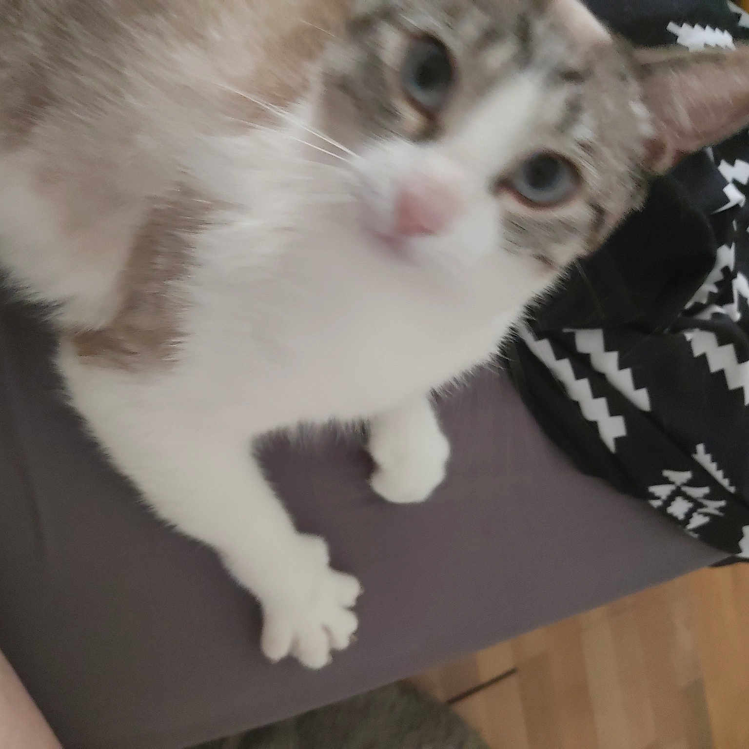 Tessie
