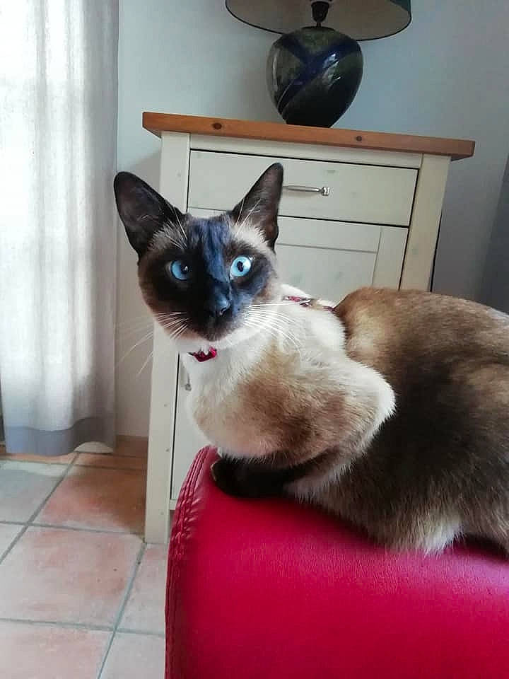 Mango a rejoint le concours — aidez-le/la à gagner de superbes lots ! asian, balinese, birman, burmese, carnivore, cat, domestic_short_haired_cat, fawn, felidae, javanese, kitten, mammal, ojos_azules, siamese, small_to_medium_sized_cats, snowshoe, thai, tonkinese, vertebrate, whiskers