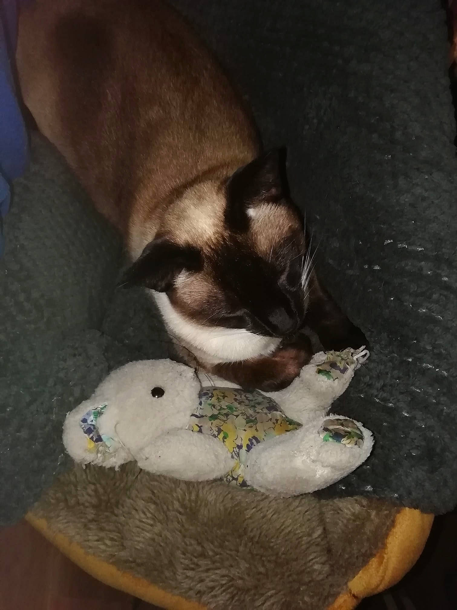 Mango participe au concours pour gagner de l'argent avec cette photo : bull_terrier, canidae, carnivore, dog, dog_breed, fawn, non_sporting_group, snout