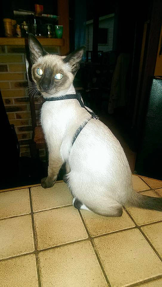 Mango participe au concours pour gagner de l'argent avec cette photo : asian, balinese, carnivore, cat, colorpoint_shorthair, cornish_rex, fawn, felidae, javanese, kitten, mammal, siamese, small_to_medium_sized_cats, tail, thai, tonkinese, vertebrate, whiskers