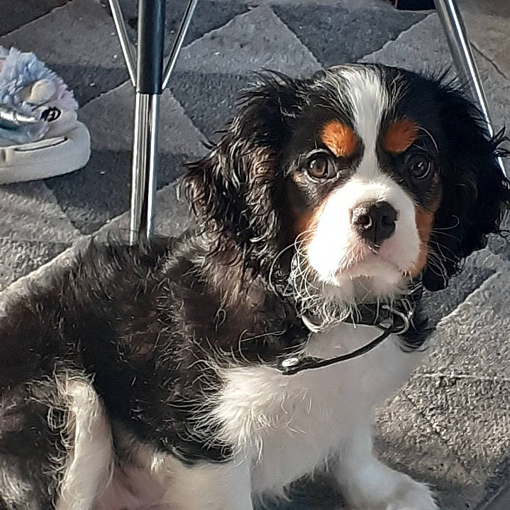 Tropic a rejoint le concours — aidez-le/la à gagner de superbes lots ! canidae, carnivore, cavalier_king_charles_spaniel, collar, companion_dog, dog, dog_breed, dog_supply, eyewear, fashion_accessory, fur, king_charles_spaniel, snout, spaniel, sporting_group, sunglasses, toy_dog, walking_shoe, whiskers, working_animal