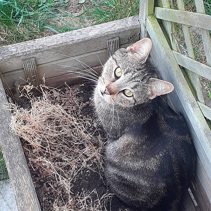 Maurice a rejoint le concours — aidez-le/la à gagner de superbes lots ! animal_shelter, black_cat, carnivore, cat, domestic_short_haired_cat, felidae, fur, grass, grey, plant, small_to_medium_sized_cats, snout, tail, terrestrial_animal, twig, whiskers, window