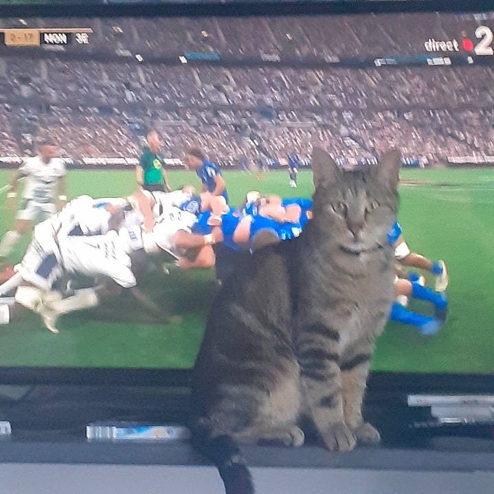 Maurice a rejoint le concours — aidez-le/la à gagner de superbes lots ! baseball_field, carnivore, cat, competition_event, display_device, domestic_short_haired_cat, fan, felidae, flat_panel_display, fur, gesture, grass, led_backlit_lcd_display, player, small_to_medium_sized_cats, sport_venue, sports, sportswear, stadium, whiskers