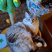 Furby is registered to the contest to win money with this photo: cat, fluffy, indoor, pet_bed, scratching_post, cactus, yellow, cozy, feline, relaxed, carpet, box, colorful, patterned, closeup, cute, animal, resting, domestic, fur