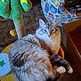 cat, fluffy, indoor, pet_bed, scratching_post, cactus, yellow, cozy, feline, relaxed, carpet, box, colorful, patterned, closeup, cute, animal, resting, domestic, fur