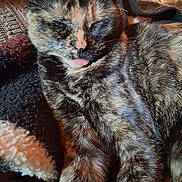 Izzy joined the competition — help win amazing prizes! cat, tortoiseshell, pet, sleeping, tongue_out, cozy, blanket, fur, indoor, resting, cute, animal, closeup, whiskers, soft, relaxed, feline, warm_lighting, comfy, couch