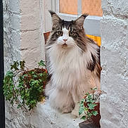 Twilly-Tekka joined the competition — help win amazing prizes! cat, fluffy_cat, window, plants, potted_plants, ivy, white_wall, stone_wall, orange_curtain, indoor, pet, animal, fur, ears, face, green_leaves, nature, cozy, gaze, sitting