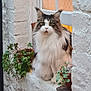 cat, fluffy_cat, window, plants, potted_plants, ivy, white_wall, stone_wall, orange_curtain, indoor, pet, animal, fur, ears, face, green_leaves, nature, cozy, gaze, sitting