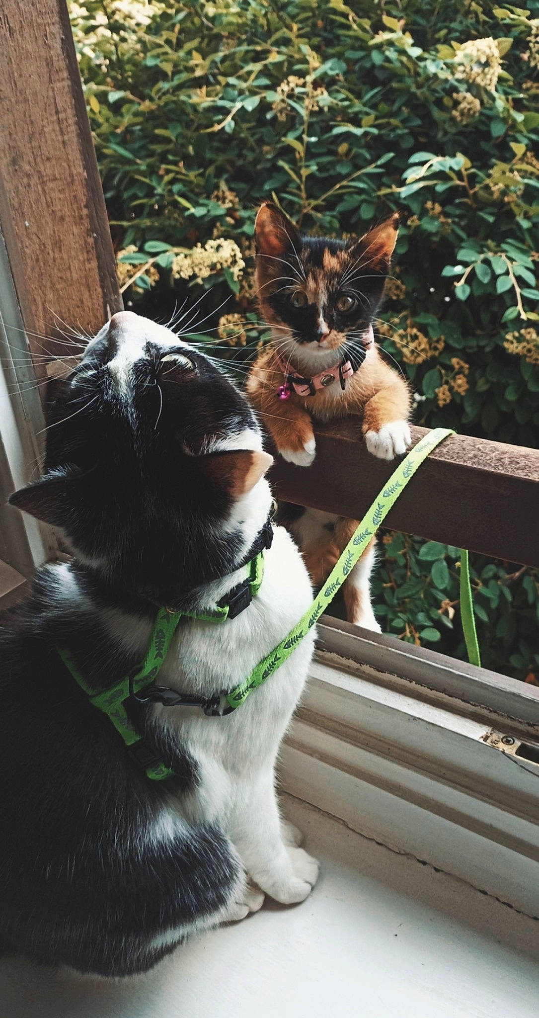 Aya a rejoint le concours — aidez-le/la à gagner de superbes lots ! canidae, carnivore, collar, companion_dog, dog_breed, dog_collar, eyewear, fawn, felidae, grass, leash, mammal, plant, small_to_medium_sized_cats, snout, tail, vertebrate, whiskers, wood, working_animal