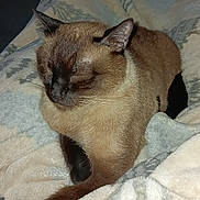 Dewey is registered to the contest to win money with this photo: animal, blanket, cat, comfort, cozy, cute, domestic, feline, fur, indoor, mammal, nap, pet, relaxation, resting, siamese_cat, sleeping, soft, warm, whiskers