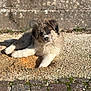 puppy, dog, outdoor, gravel, dirt, sunlight, stone_wall, curious, fluffy, young, pet, nature, playful, resting, animal, cute, nose_dirty, summer, daylight, ground
