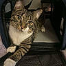 Bandit is registered to the contest to win money with this photo: animal, cat, closeup, cozy, curious, ears, expression, feline, indoor, looking, mesh, pet, pet_carrier, portrait, soft_lighting, stretching, tabby, whiskers, white_paws, yellow_eyes