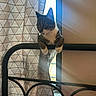 animal, bed_frame, cat, cozy, curious, curtain, domestic_cat, feline, home, indoor, light_rays, pet, quiet, relaxed, resting, shadow, striped_cat, sunlight, white_paws, window