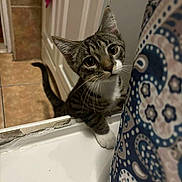 Bandit joined the competition — help win amazing prizes! cat, tabby_cat, curious, bathroom, bathtub, paw, shower_curtain, pattern, tile_floor, door, white, brown, indoor, pet, animal, feline, close_up, looking_up, whiskers, ears