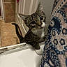 cat, tabby_cat, curious, bathroom, bathtub, paw, shower_curtain, pattern, tile_floor, door, white, brown, indoor, pet, animal, feline, close_up, looking_up, whiskers, ears