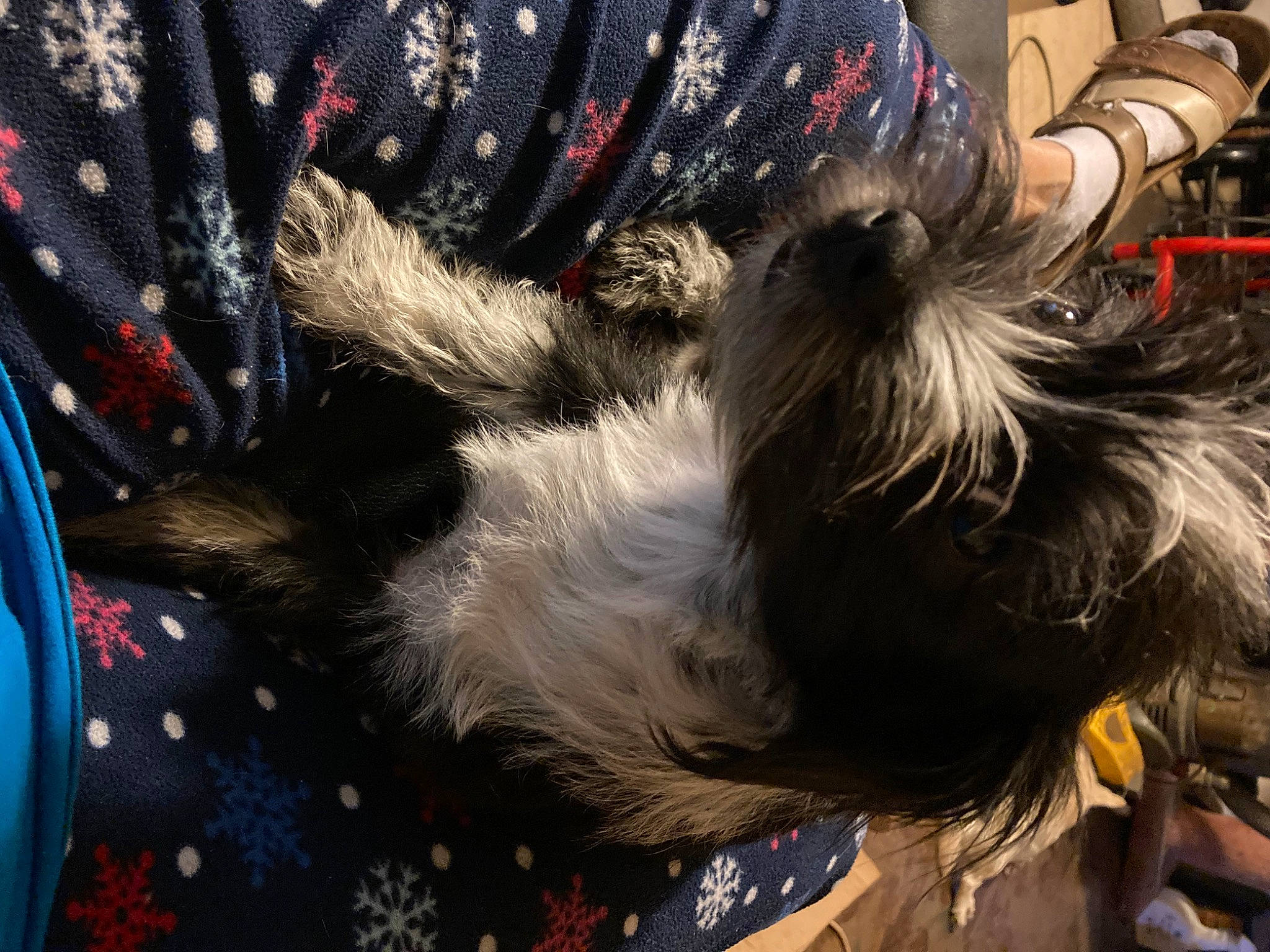 Bella joined the competition — help win amazing prizes! carnivore, collar, companion_dog, dog, dog_breed, dog_clothes, dog_collar, dog_supply, felidae, fur, herding_dog, liver, small_terrier, small_to_medium_sized_cats, snout, tail, tartan, terrier, toy_dog, whiskers