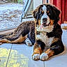 dog, puppy, bernese_mountain_dog, indoor, tile_floor, tongue_out, sunlight, reflection, door, window, curious, resting, furry, black, brown, white, paw, pet, animal, cute