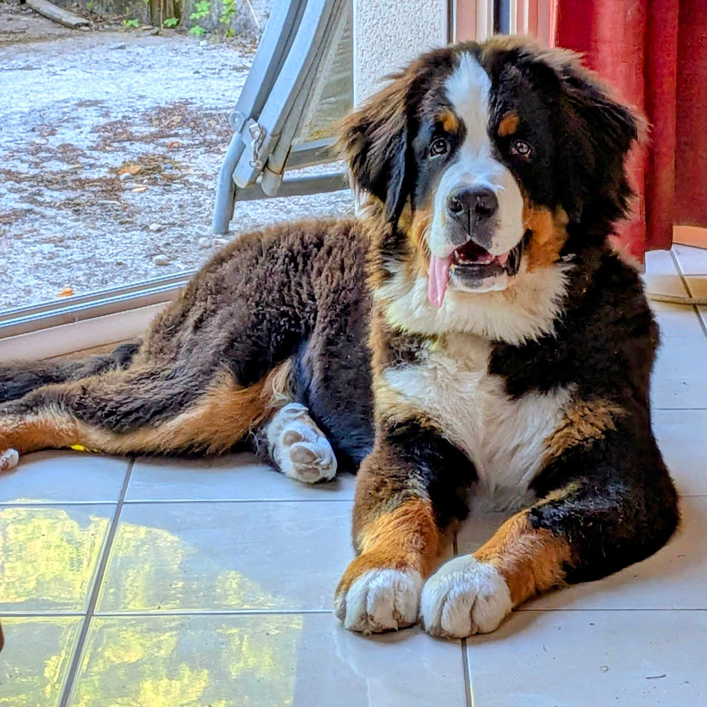 Bowser participe au concours pour gagner de l'argent avec cette photo : dog, puppy, bernese_mountain_dog, indoor, tile_floor, tongue_out, sunlight, reflection, door, window, curious, resting, furry, black, brown, white, paw, pet, animal, cute