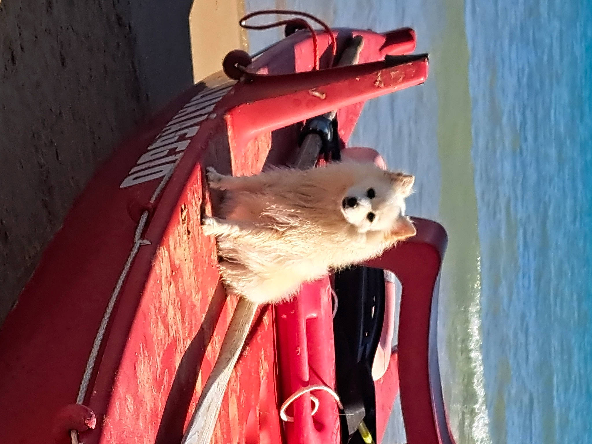 Peppa a rejoint le concours — aidez-le/la à gagner de superbes lots ! carnivore, companion_dog, fawn, felidae, fur, plant, spitz, sunglasses, tail, tree, water, wheel, whiskers, window, winter, wood