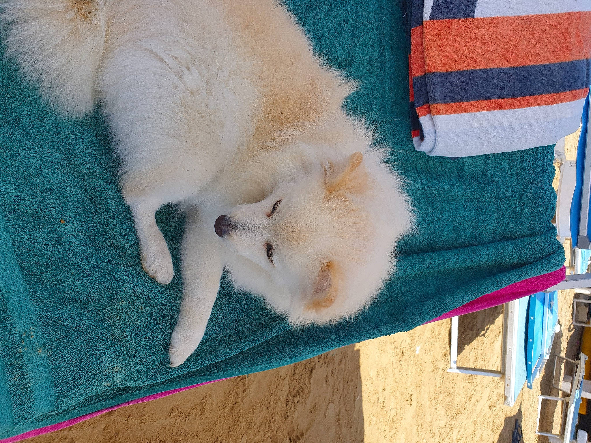 Peppa a rejoint le concours — aidez-le/la à gagner de superbes lots ! canidae, carnivore, chair, claw, companion_dog, dog, dog_breed, fawn, felidae, flag, fur, paw, polar_bear, small_to_medium_sized_cats, snout, spitz, sporting_group, tail, textile, whiskers