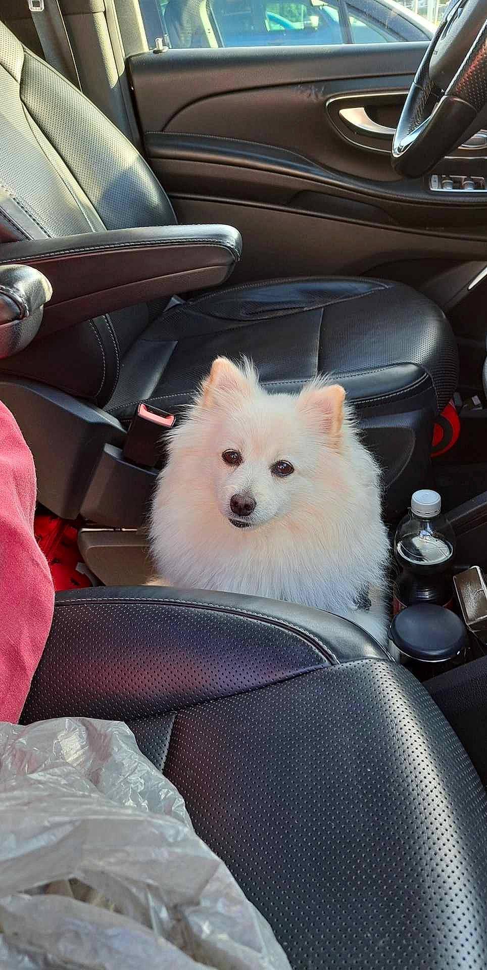 Peppa participe au concours pour gagner de l'argent avec cette photo : auto_part, automotive_design, automotive_exterior, canidae, car, carnivore, companion_dog, dog, dog_breed, fur, hood, motor_vehicle, personal_luxury_car, snout, spitz, vehicle, vehicle_door, water_bottle, windscreen_wiper, windshield