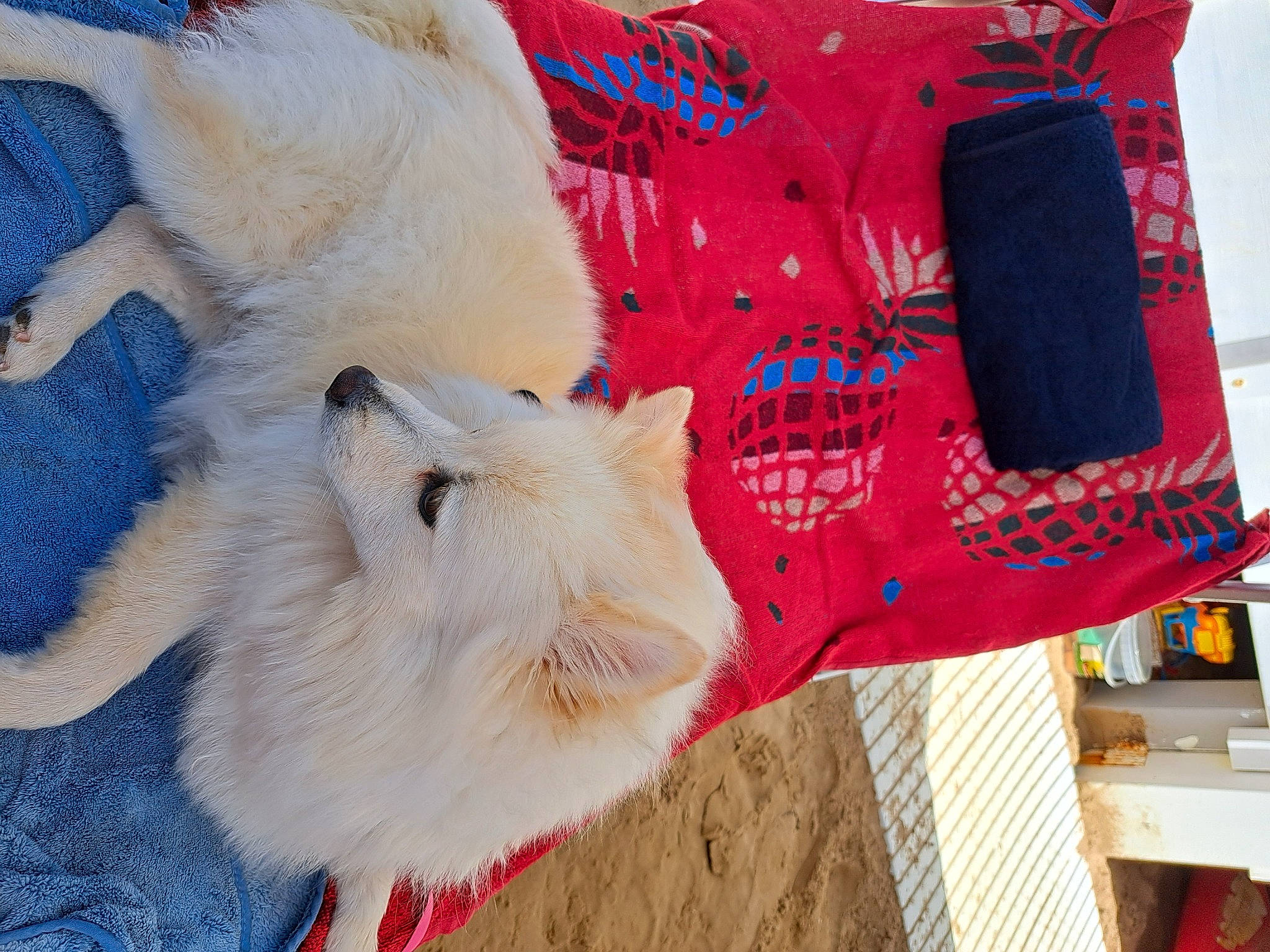 Peppa a rejoint le concours — aidez-le/la à gagner de superbes lots ! bag, carmine, carnivore, cat, collar, dog_breed, fashion_accessory, fawn, felidae, fur, linens, pattern, sleeve, small_to_medium_sized_cats, t_shirt, tail, textile, whiskers, wood, wool