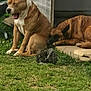 dog, dogs, yawning, sleeping, grass, backyard, doghouse, concrete, outdoor, resting, animal, pet, brown_dog, canine, relaxing, nature, sunlight, quiet, peaceful, companion