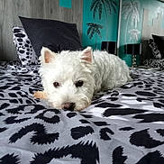 Végas participe au concours pour gagner de l'argent avec cette photo : dog, white_dog, bed, bedding, blanket, pillow, indoor, resting, pet, fur, cute, animal, pattern, black_and_white, wall_art, lamp, cozy, relaxed, home, decor