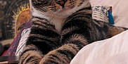 Kayden joined the competition — help win amazing prizes! cat, tabby, pet, animal, feline, bed, paws, stretching, indoor, relaxed, cute, whiskers, fur, closeup, portrait, resting, cozy, blurred_background, domestic, sleepy