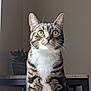 cat, tabby, green_eyes, indoor, plant, table, fur, whiskers, pet, animal, cute, portrait, looking_up, domestic_cat, striped, white_chest, ears, sitting, houseplant, feline