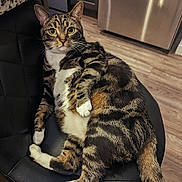 Kayden is registered to the contest to win money with this photo: cat, tabby_cat, pet, animal, indoor, chair, feline, fur, whiskers, relaxed, looking, cushion, home, floor, kitchen, domestic, mammal, ears, tail, paws
