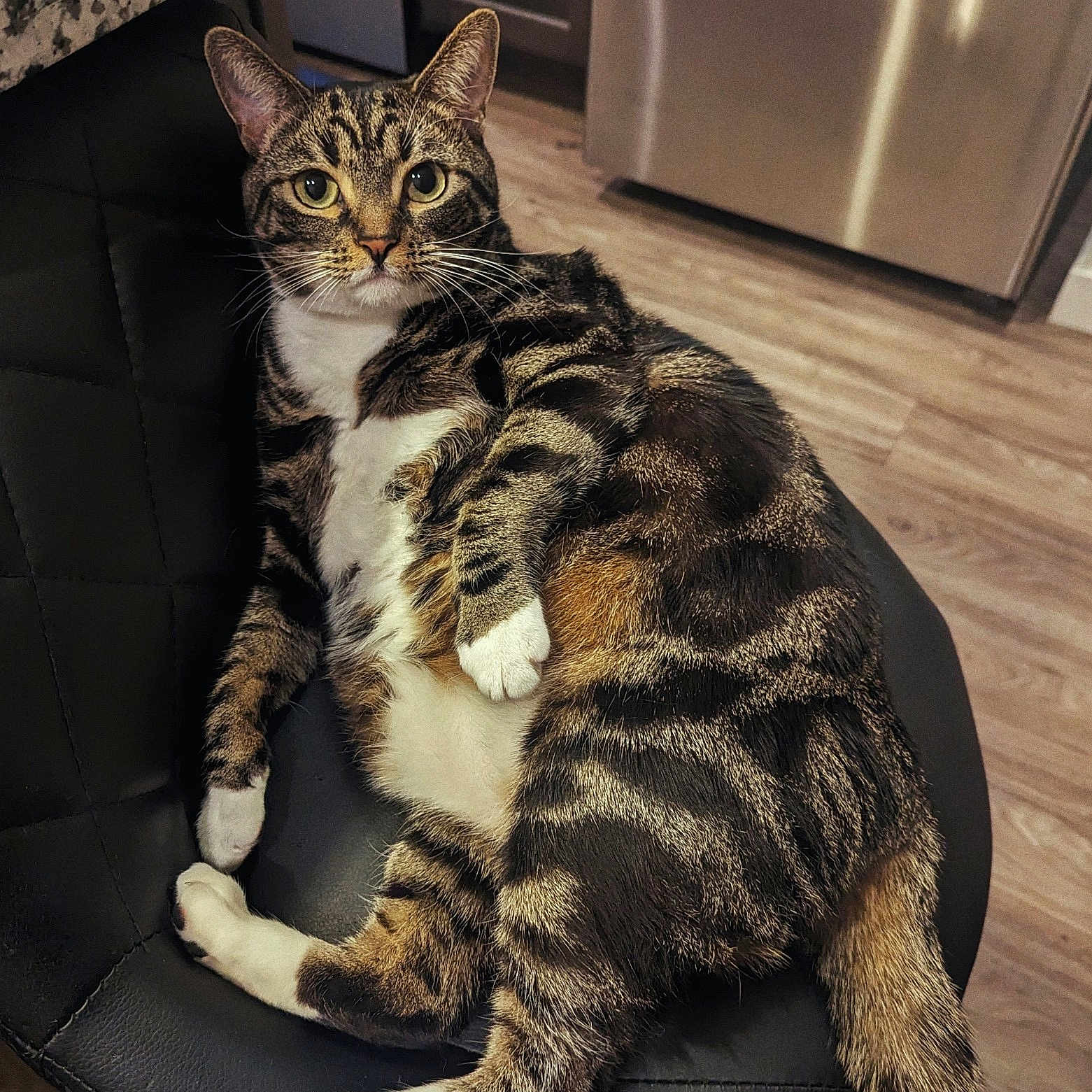 Kayden is registered to the contest to win money with this photo: cat, tabby_cat, pet, animal, indoor, chair, feline, fur, whiskers, relaxed, looking, cushion, home, floor, kitchen, domestic, mammal, ears, tail, paws
