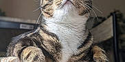 Kayden joined the competition — help win amazing prizes! cat, tabby, pet, animal, feline, whiskers, paws, indoor, cozy, fur, green_eyes, relaxed, cat_tree, perch, curious, close_up, portrait, soft_lighting, domestic_cat, cute