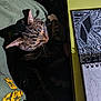 cat, tabby, sleeping, green_sweatshirt, yellow_table, sketchbook, pen, cozy, indoor, closeup, whiskers, paw, resting, feline, pet, nap, art_supplies, drawing, quiet, relaxation