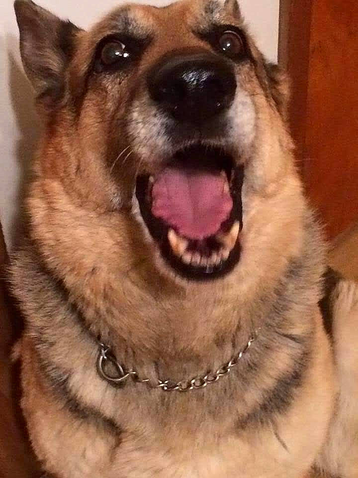 Harley joined the competition — help win amazing prizes! ancient_dog_breeds, canidae, carnivore, czechoslovakian_wolfdog, dog, dog_breed, east_european_shepherd, german_shepherd_dog, giant_dog_breed, king_shepherd, kunming_wolfdog, mammal, native_american_indian_dog, norwegian_elkhound, old_german_shepherd_dog, rare_breed_dog, shiloh_shepherd_dog, snout, vertebrate, wolfdog