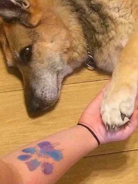 Harley is registered to the contest to win money with this photo: canidae, carnivore, czechoslovakian_wolfdog, dog, dog_breed, hand, mammal, paw, snout, street_dog, wolfdog