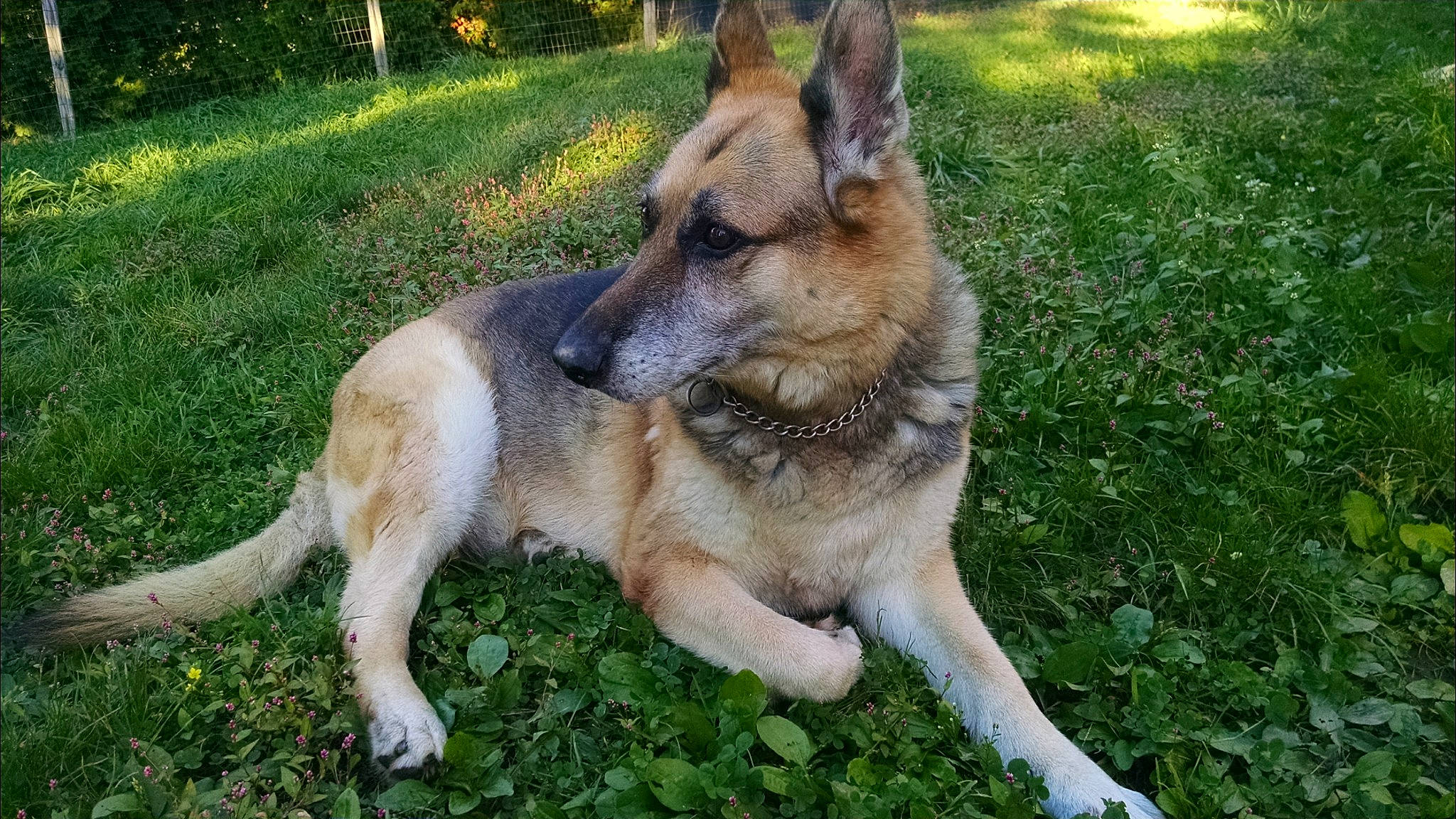 Harley is registered to the contest to win money with this photo: belgian_shepherd, belgian_shepherd_malinois, canidae, carnivore, czechoslovakian_wolfdog, dog, dog_breed, east_european_shepherd, fawn, german_shepherd_dog, king_shepherd, kunming_wolfdog, mammal, old_german_shepherd_dog, rare_breed_dog, shiloh_shepherd_dog, snout, vertebrate, wolfdog, working_dog