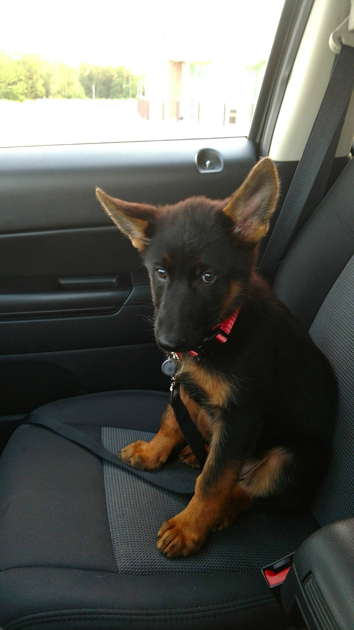 Mouse joined the competition — help win amazing prizes! australian_kelpie, canidae, car, car_seat, carnivore, dog, dog_breed, family_car, guard_dog, mammal, puppy, snout, vehicle, vertebrate, working_dog