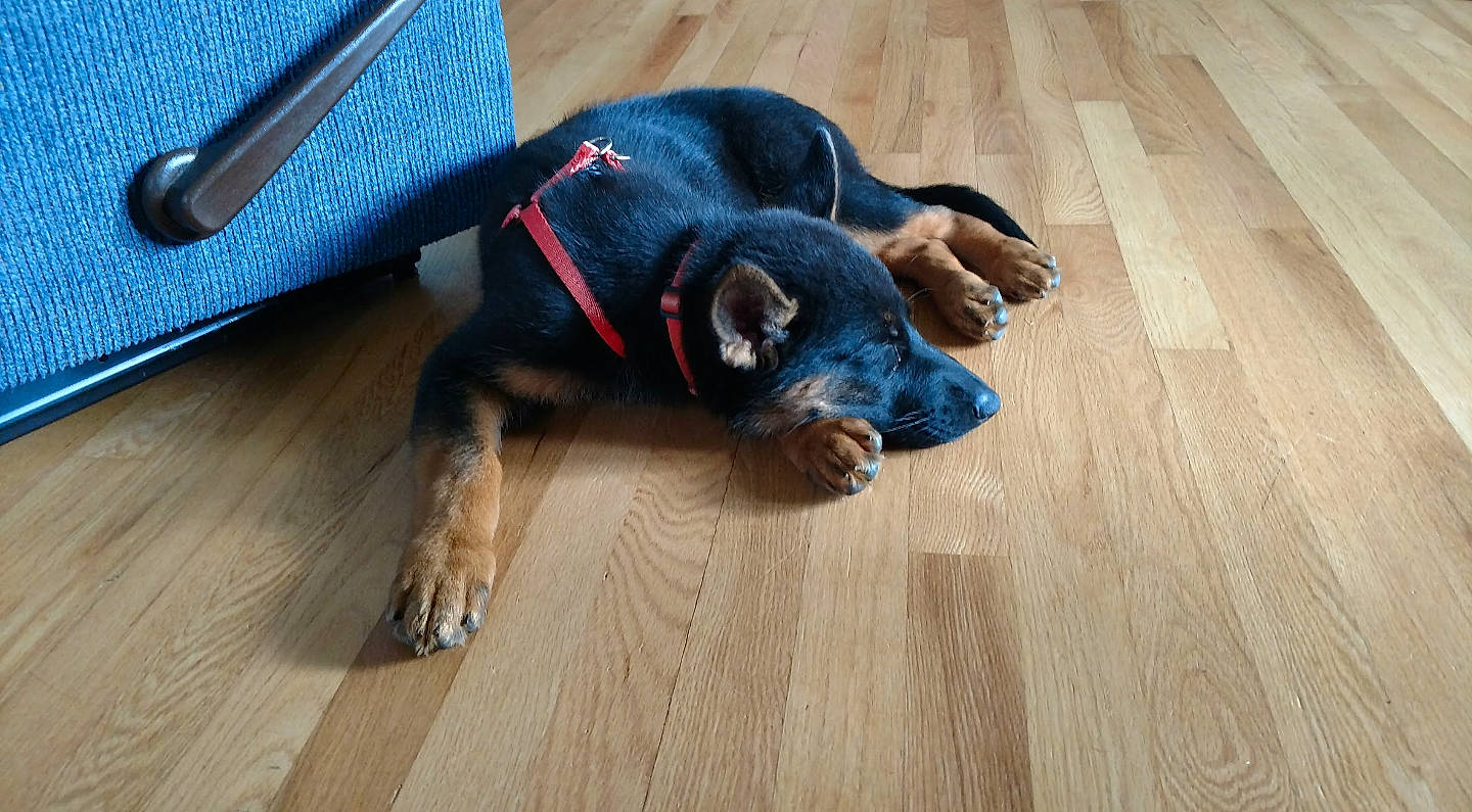 Mouse joined the competition — help win amazing prizes! canidae, carnivore, companion_dog, dog, dog_breed, fawn, floor, flooring, german_pinscher, guard_dog, hardwood, laminate_flooring, miniature_pinscher, paw, pinscher, puppy, rottweiler, snout, sporting_group, wood