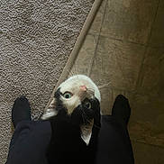 Meeko is registered to the contest to win money with this photo: animal, black_and_white, black_clothing, carpet, cat, cute, feline, funny, green_eyes, home, human_legs, indoors, looking_at_camera, pet, pink_nose, portrait, sitting, tile_floor, upside_down, whiskers