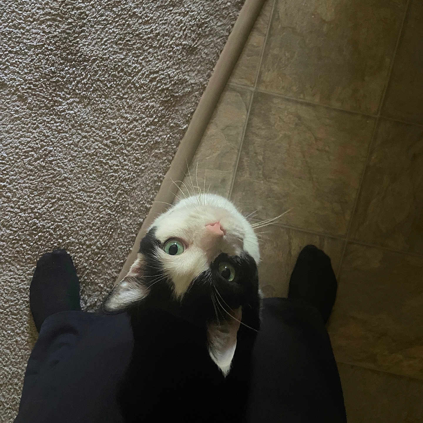 Meeko