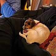 Sierra joined the competition — help win amazing prizes! dog, puppy, sleeping,  curled_up, pet, animal, red_collar, blanket, couch, bedroom, child, blue_shorts, indoors, cozy, nap, paws, tail, brown_and_white, home, portrait