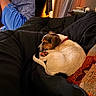 dog, puppy, sleeping,  curled_up, pet, animal, red_collar, blanket, couch, bedroom, child, blue_shorts, indoors, cozy, nap, paws, tail, brown_and_white, home, portrait